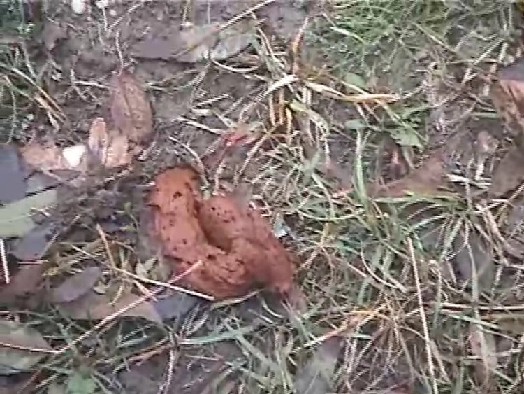 Early in the morning you can take a shit on the outdoor and no one will see. P1 [SD/2024]