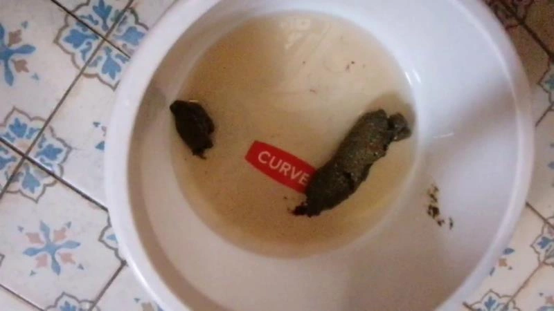 Bitchs Meal Shit P1 [HD/2025]