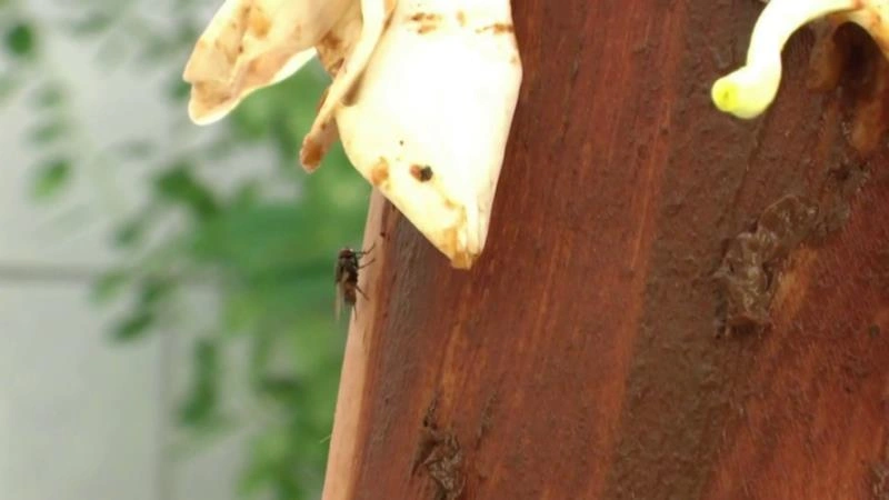 Scat Flower Play P1 MINA [FullHD/2025]